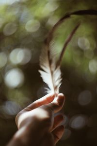 Close-up of hand holding feather