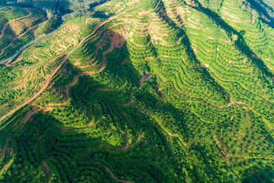 High angle view of green landscape