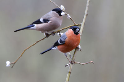 Close-up of bird perching on twig