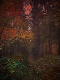 Trees in forest during autumn