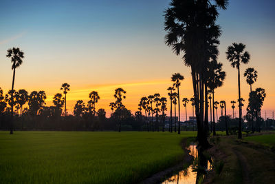 Sugar palm tree and paddy rice farm along small canal with water reflection at sunset