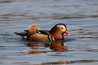 Duck swimming in lake