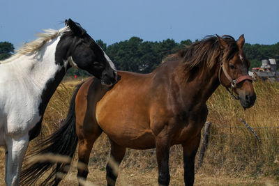 Horses in the field