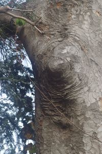 Low angle view of tree trunk