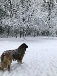 Dog on snow covered field