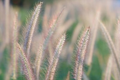 Close-up of stalks in field