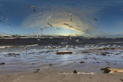 View of birds on beach against sunset sky after storm  