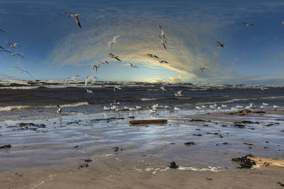 View of birds on beach against sky