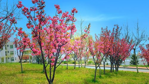 Trees growing on field