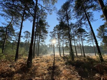 Sunlight streaming through trees in forest against sky