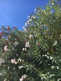 Low angle view of flower tree against sky