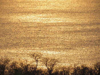 View of trees on field during sunset