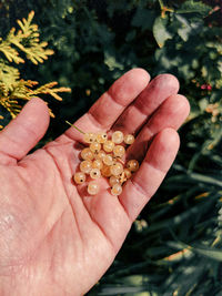 Hand holding white currant berries