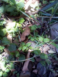 Close-up of fresh green plants