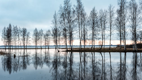 Reflection of trees in lake