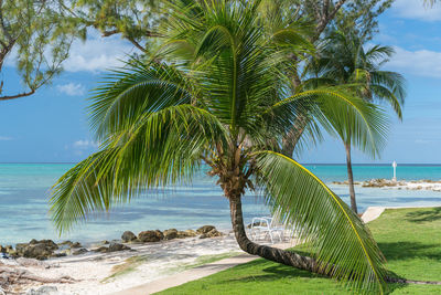 Palm tree by sea against sky