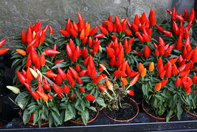 High angle view of red chili peppers on plant