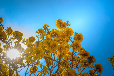 Low angle view of tree against clear blue sky