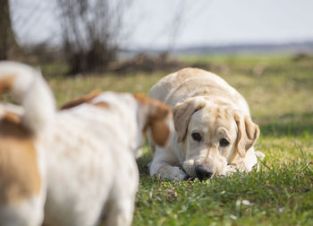 Active, smile and happy purebred labrador golden retriever dog puppy staring at another dog