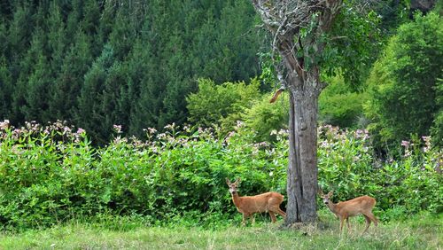 Deer in a forest