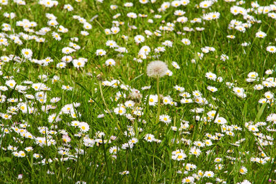 Close-up of white daisy flowers in field