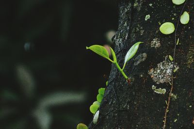 Close-up of plant growing on tree trunk