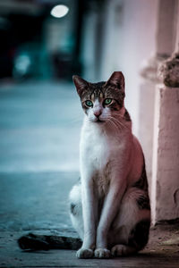 Portrait of cat sitting outdoors