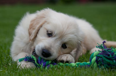 Close-up portrait of puppy relaxing on grass