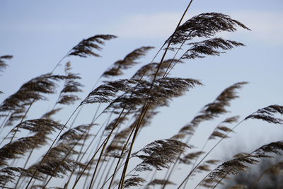 Low angle view of palm trees against sky