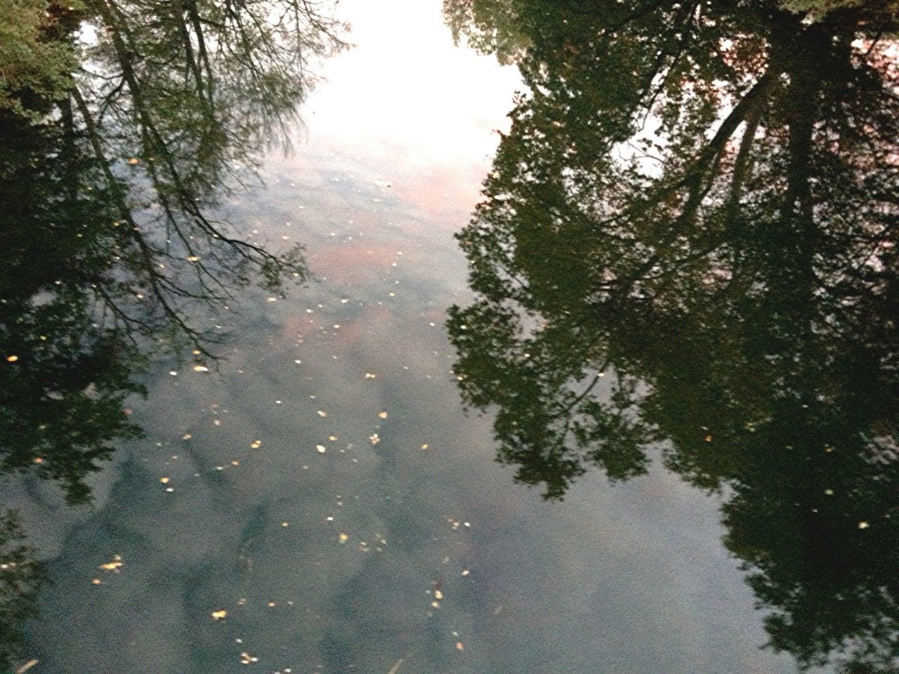 tree, water, reflection, tranquility, nature, wet, growth, rain, transparent, beauty in nature, tranquil scene, lake, drop, day, scenics, branch, forest, glass - material, no people, weather