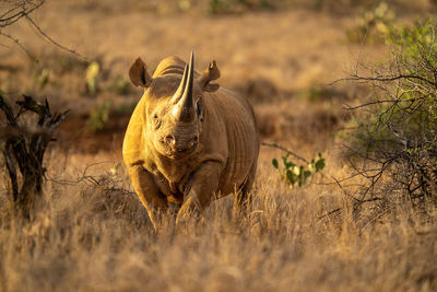 Black rhino