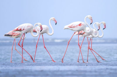 Birds in water