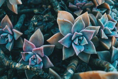 Close-up of succulent plant