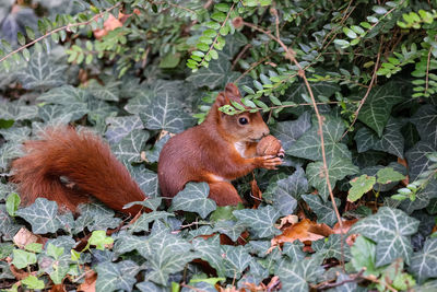 Squirrel on leaves