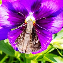 Close-up of insect on purple flower