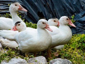 Close-up of white ducks on rock at the farm in melaka, malaysia.