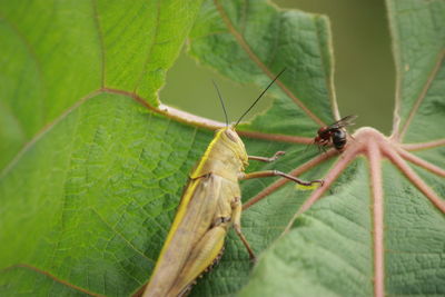 Close-up of spider on leaf