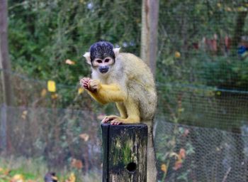 Monkey sitting on wood