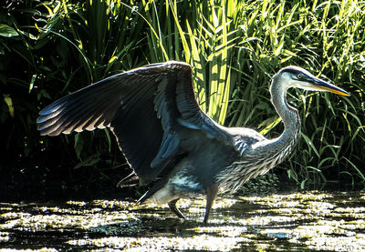 Blue heron flaps its wings along the lakeshore