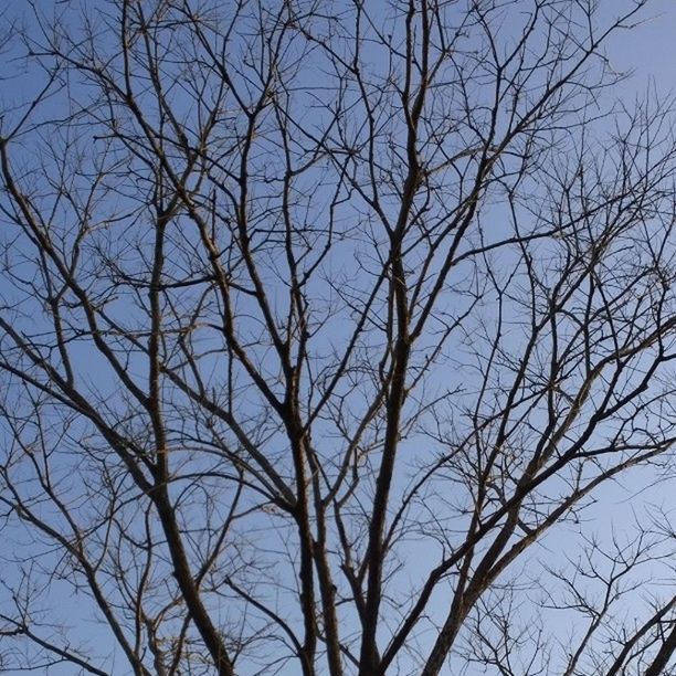 low angle view, bare tree, branch, tree, sky, clear sky, nature, silhouette, tranquility, blue, beauty in nature, growth, outdoors, scenics, no people, day, tree trunk, high section, backgrounds, tranquil scene