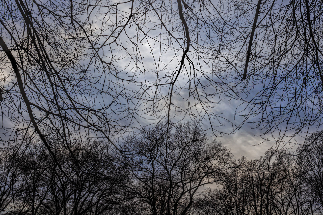 LOW ANGLE VIEW OF SILHOUETTE TREES AGAINST SKY AT DUSK