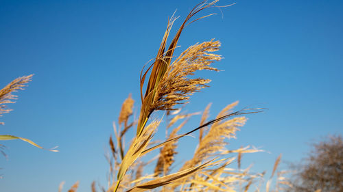 Close-up of stalks against clear blue sky