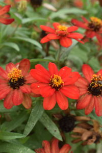 Close-up of red flowering plants