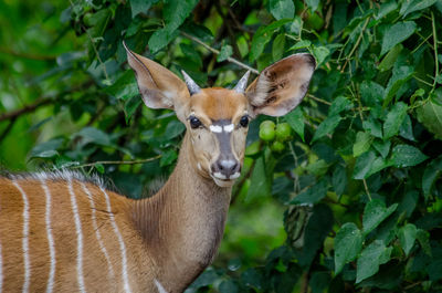 Portrait of deer