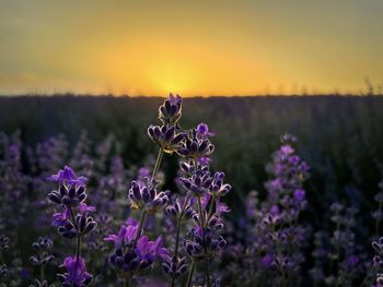 Lavender flowers at sunset