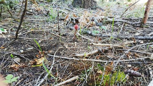 Plants growing in forest