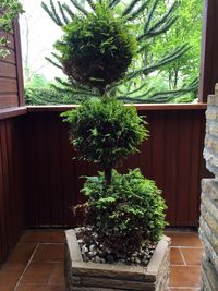 Potted plant against trees