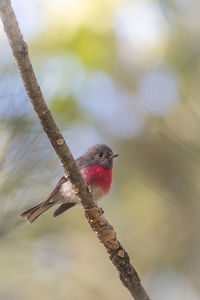 Close-up of a rose robin perching on branch