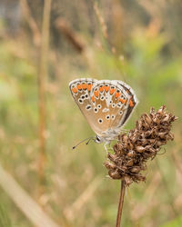 Close-up of butterfly on flower