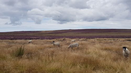 Sheep on field against sky